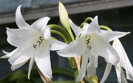 Imagem de Crinum