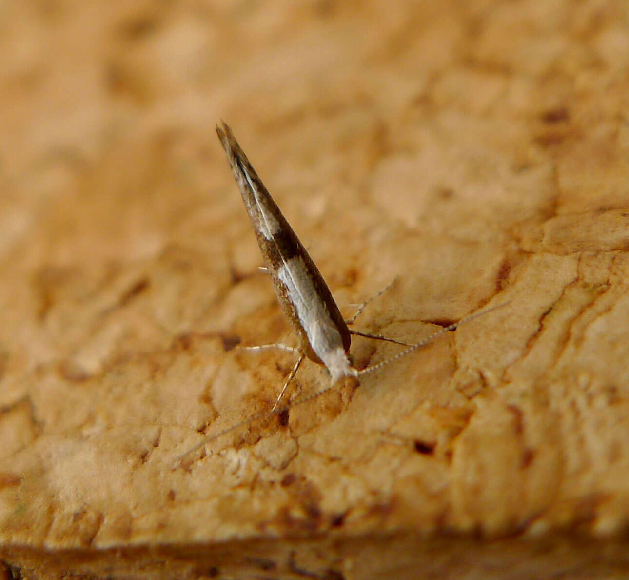 Image of shiny head-standing moths