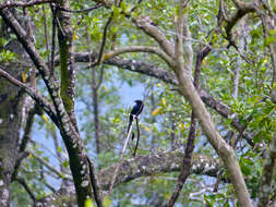 Image de Drongo à raquettes