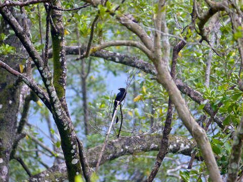 Image of Greater Racket-tailed Drongo