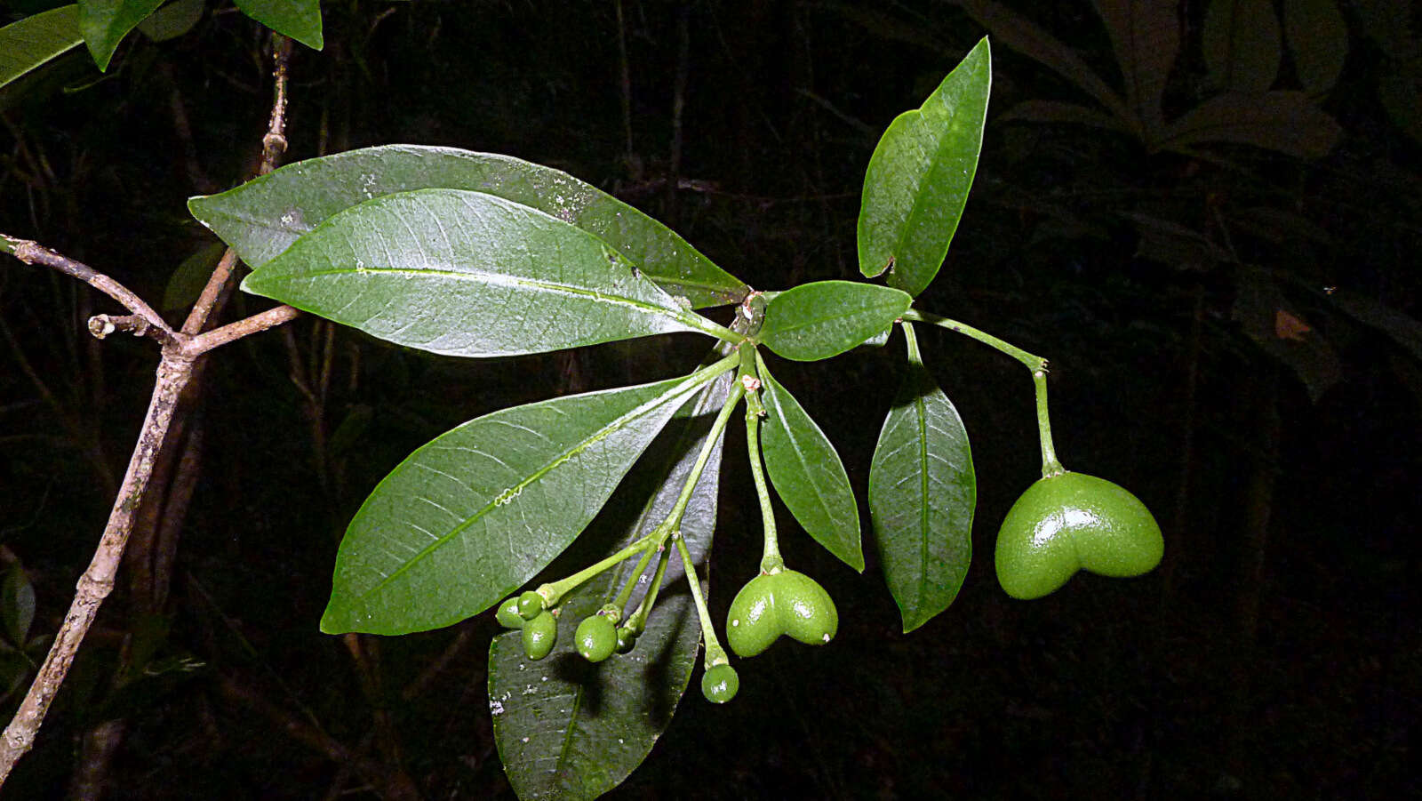 Image of Rauvolfia grandiflora Mart. ex A. DC.