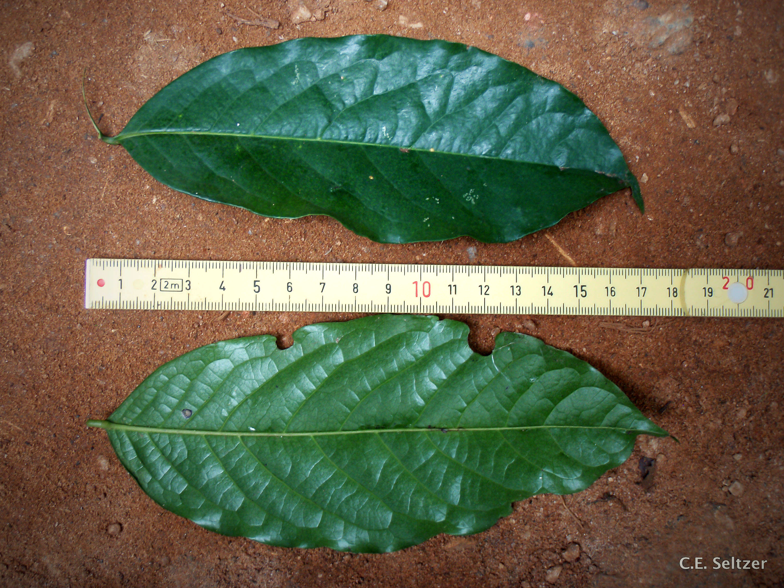 Image of Greenwayodendron