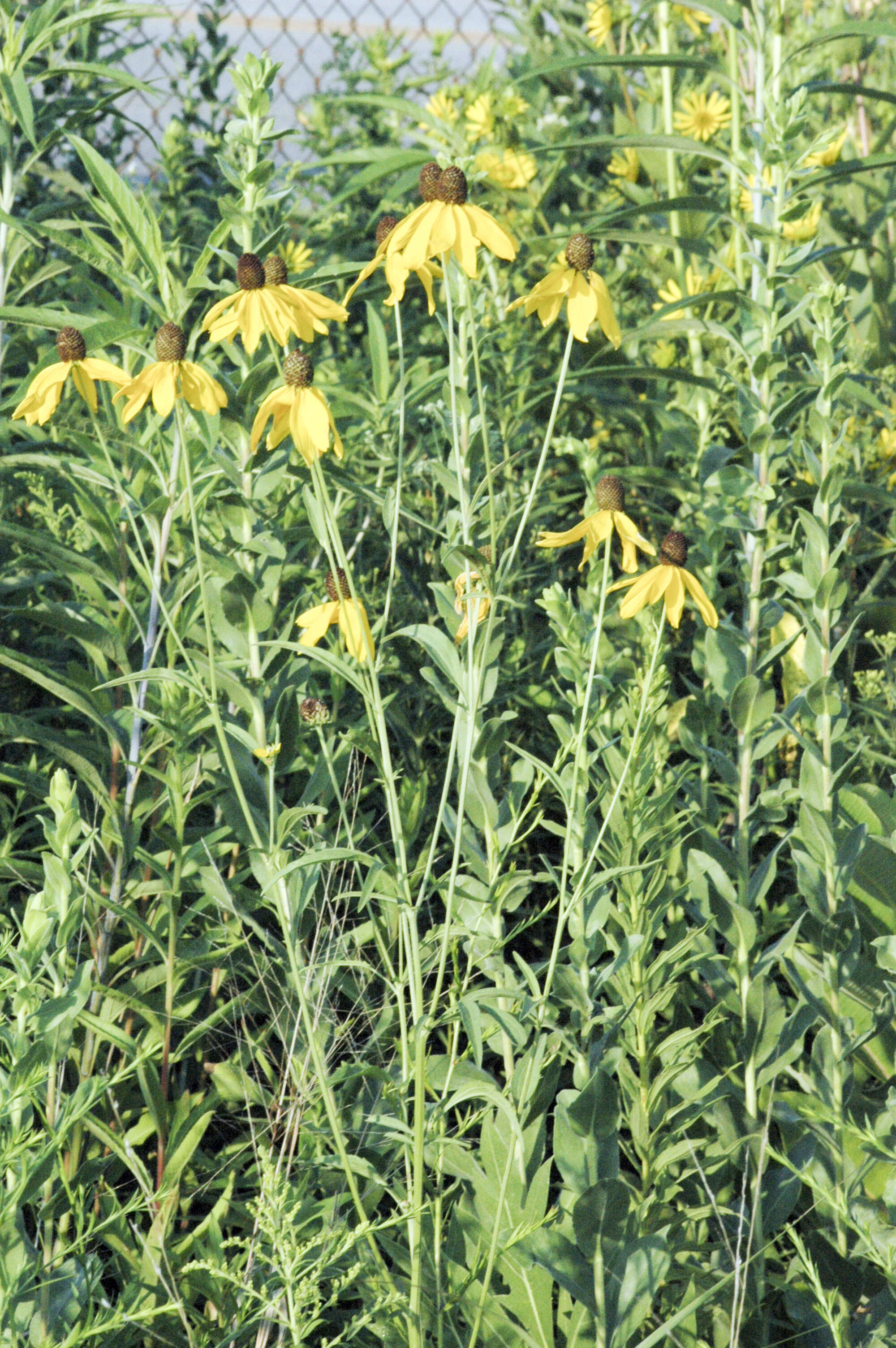 Image of pinnate prairie coneflower