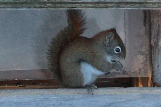 Image of pine squirrel