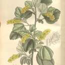 Image of Ribes villosum Wall.