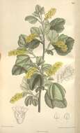 Image of Ribes villosum Wall.