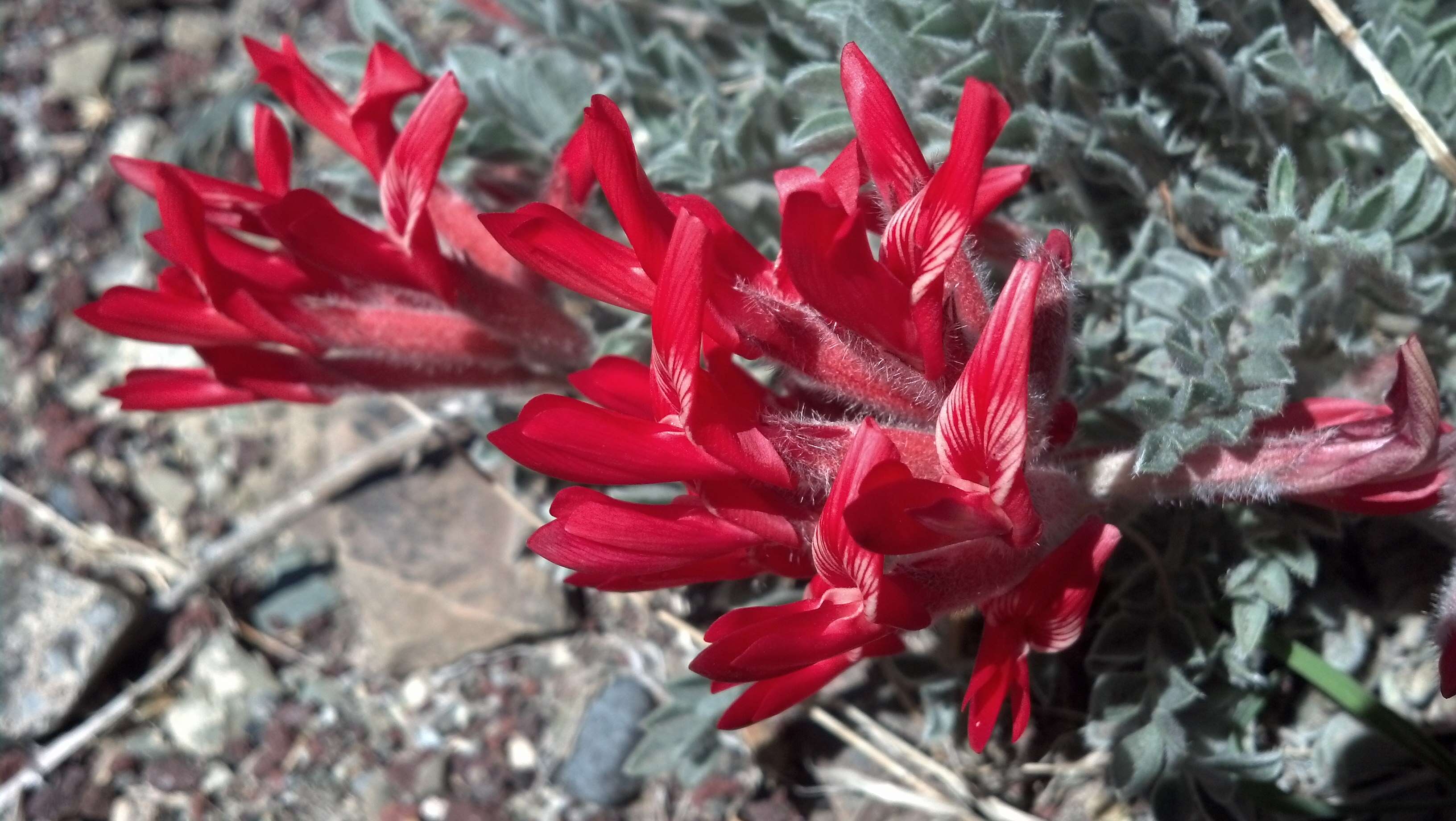 Image of scarlet milkvetch