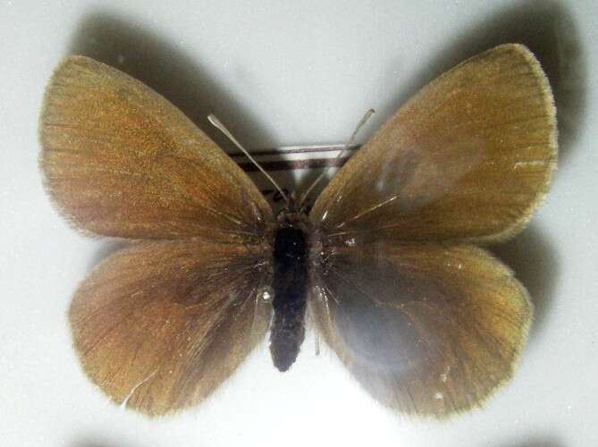 Image of Yellow-spotted Ringlet