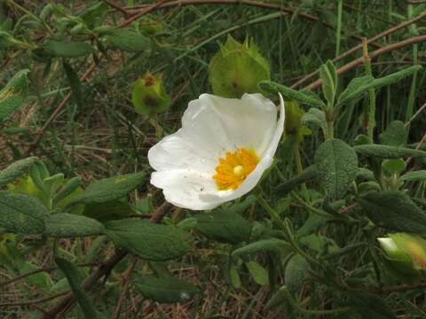 Image of Rockrose