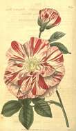 Image of Rosa gallica var. versicolor