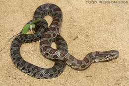 Image of Kingsnakes