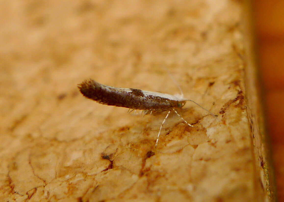 Imagem de Argyresthia albistria Haworth 1828