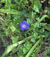 Image of Blue morning glory