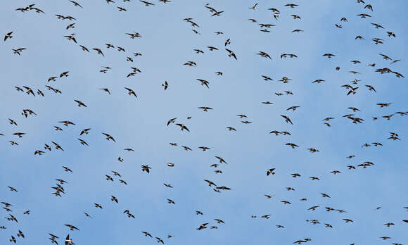 Image of Tachycineta Swallows
