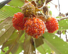 Image of Rubus lineatus Reinw.