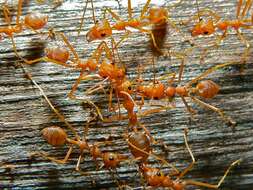 Image of weaver ant