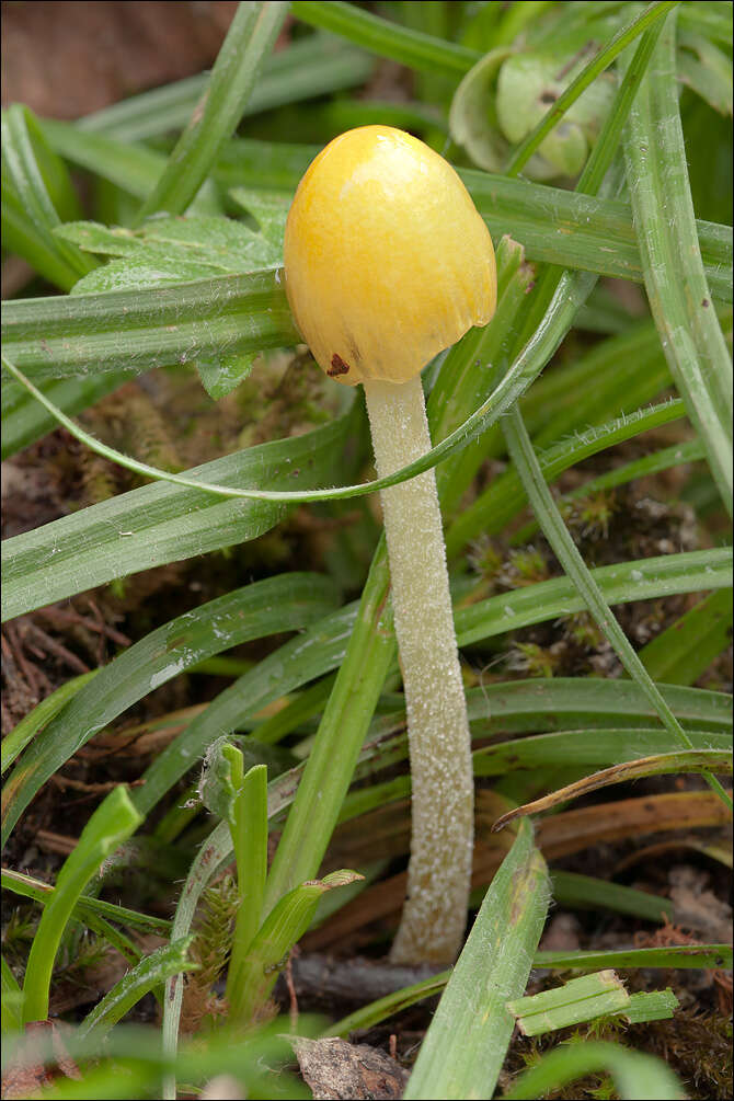 Image of Yellow Fieldcap