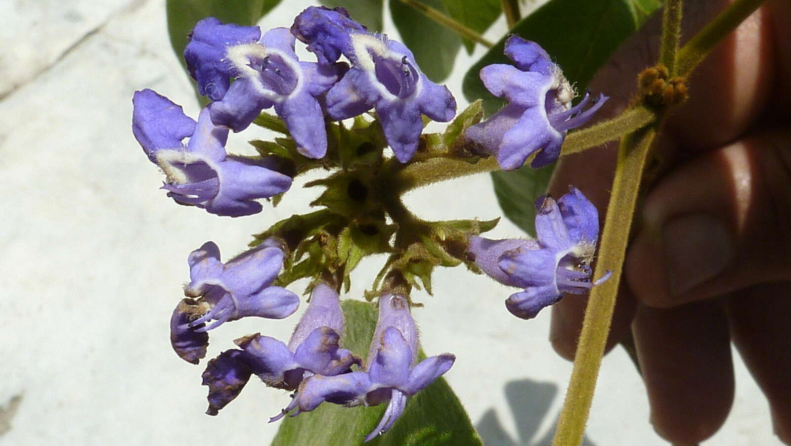 Sivun Vitex rufescens A. Juss. kuva