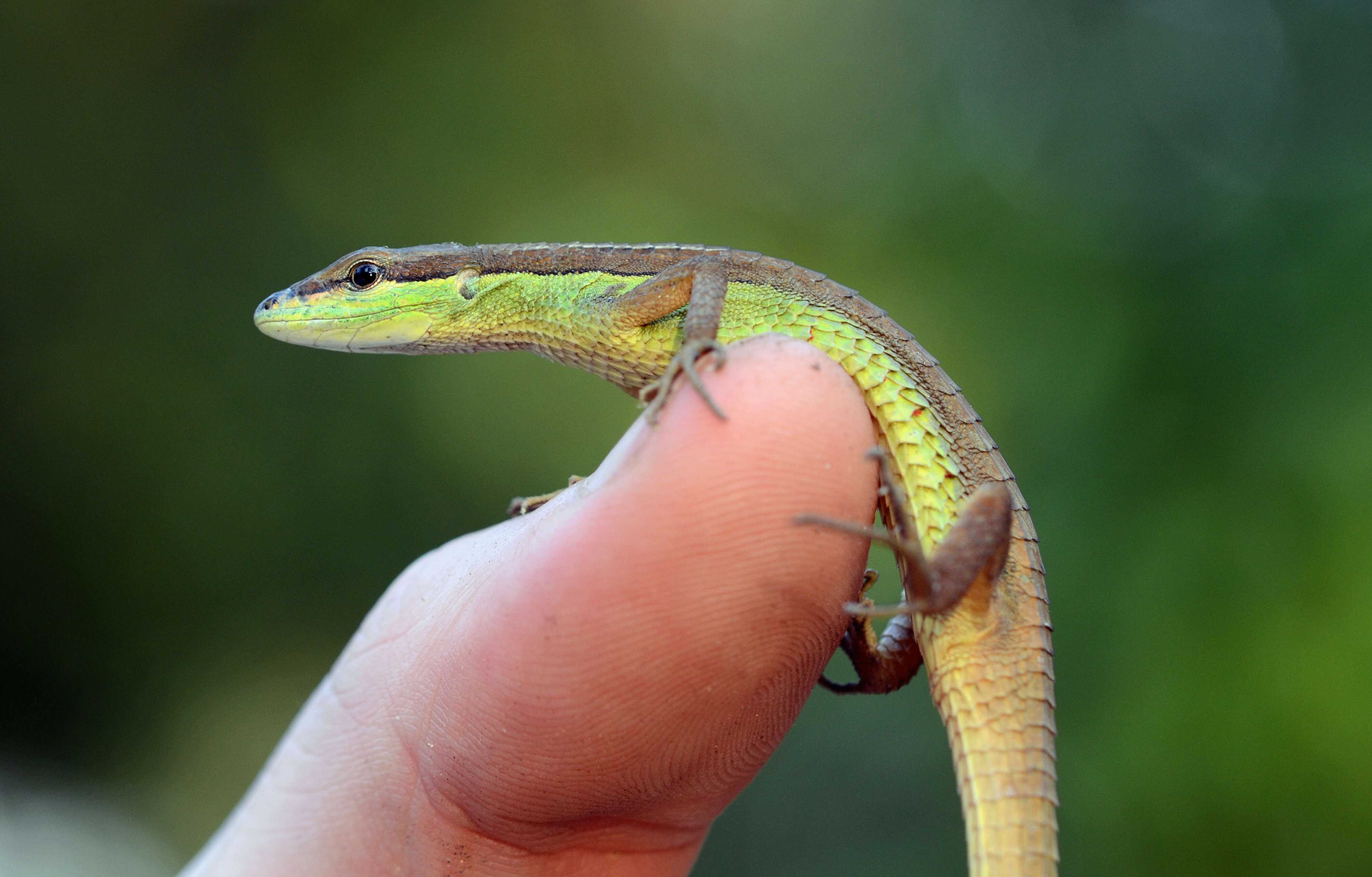 Image of Grass lizards