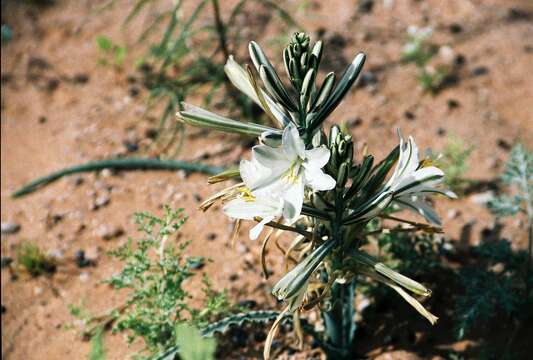 Image de Hesperocallis