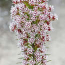 Image of Conospermum acerosum Lindl.