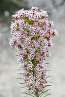 Image of Conospermum acerosum Lindl.