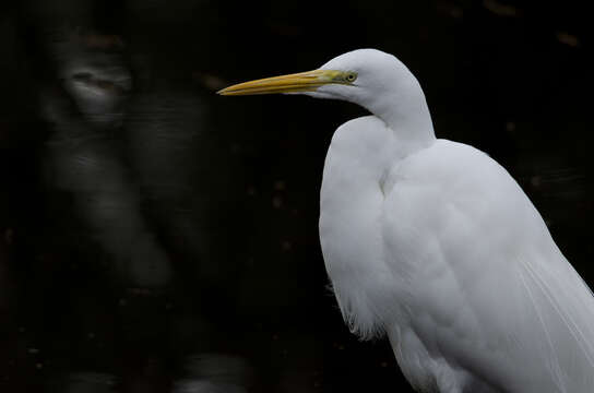 Image of Great Egret