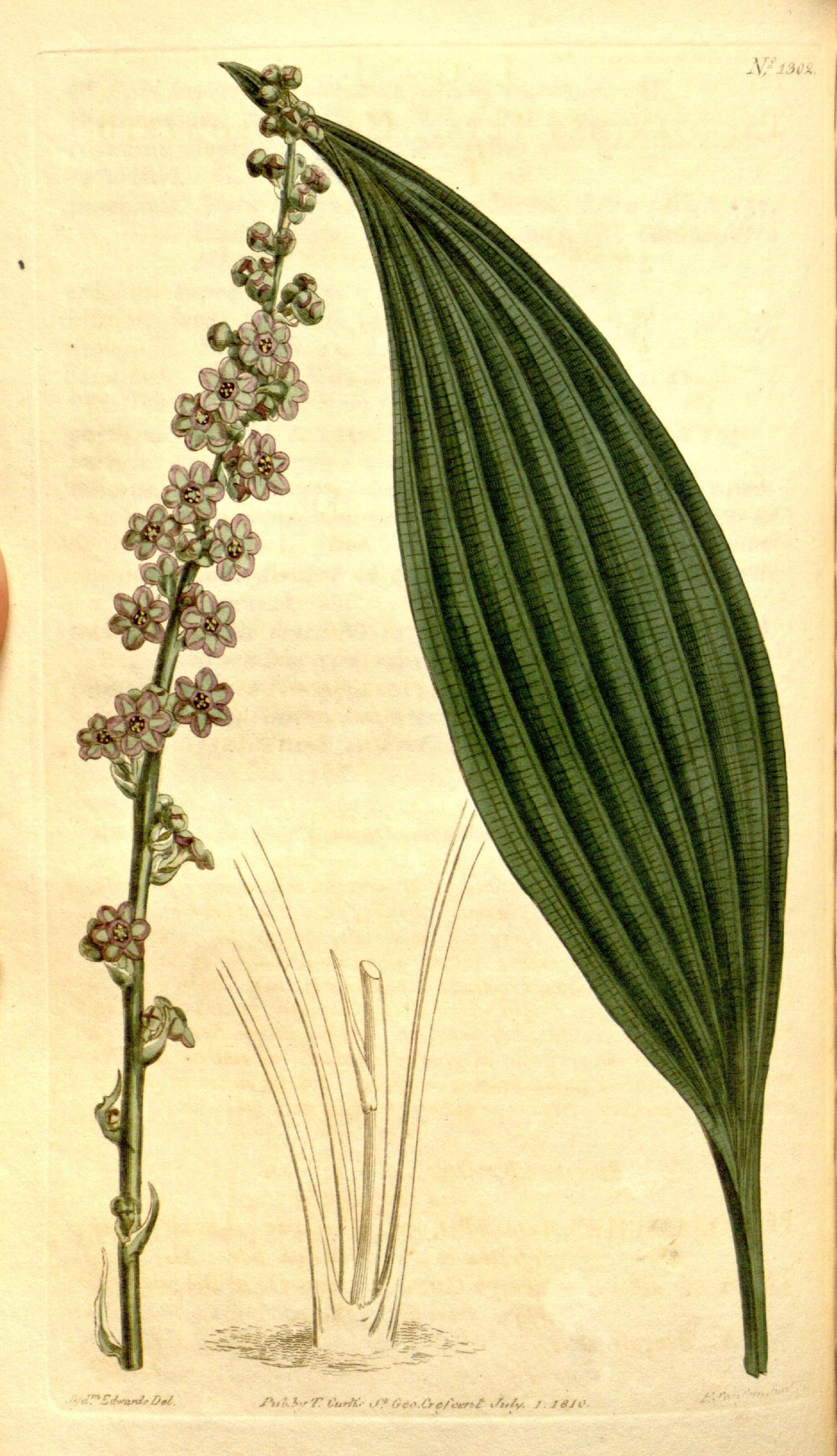 Image of Peliosanthes