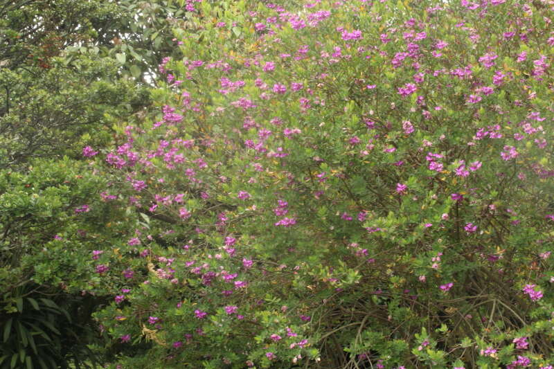 Image of Heart-leaf polygala