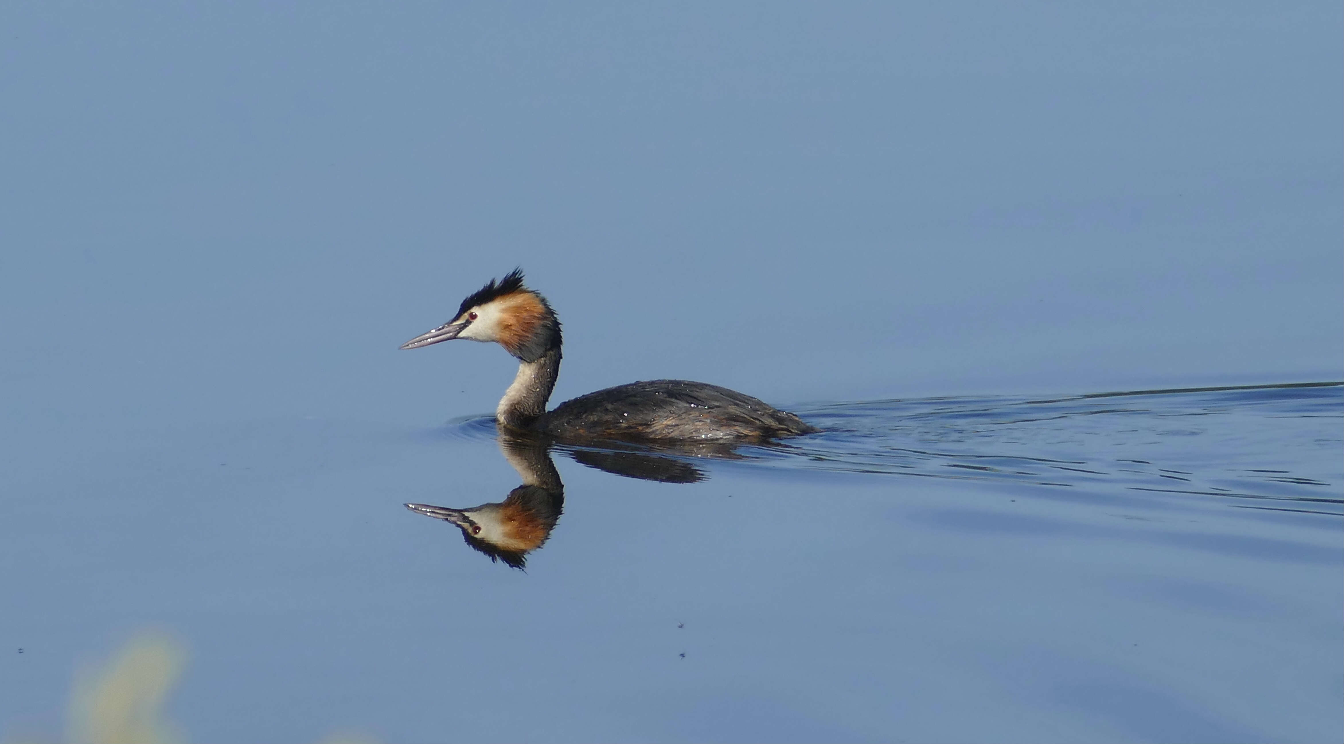 Image of Podiceps Latham 1787