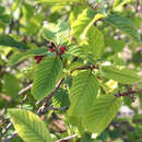 Sivun Frangula betulifolia (Greene) Grubov kuva