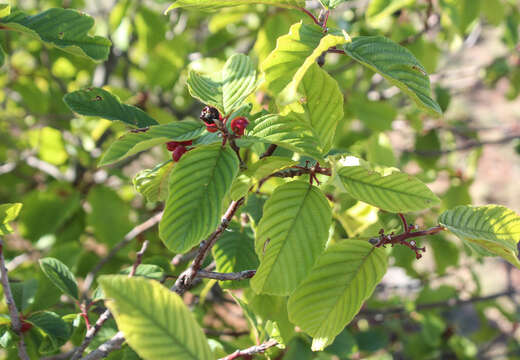 Image of Frangula betulifolia (Greene) Grubov