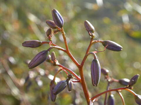 Image of Blueberry Flax Lily