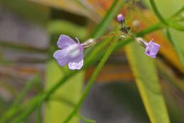 Image of toadflax