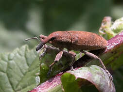 Слика од Lixus paraplecticus (Linnaeus & C. 1758)