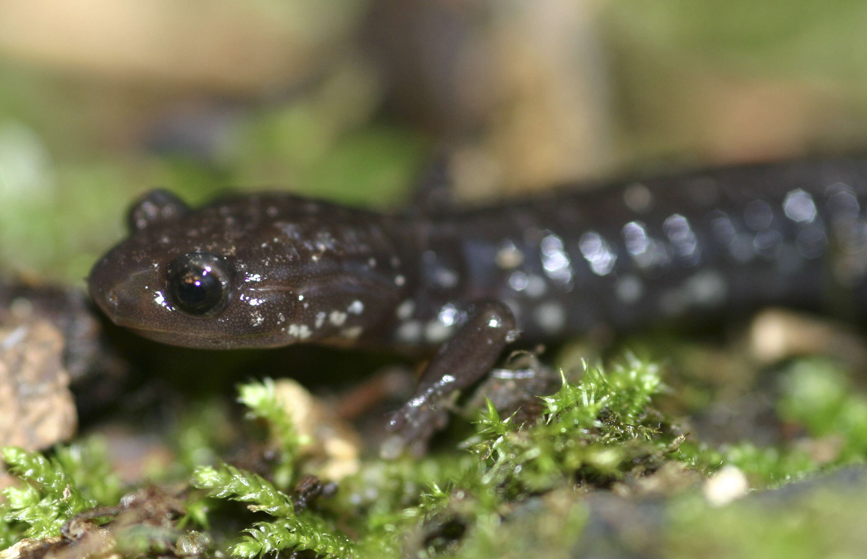 Image of Woodland salamander