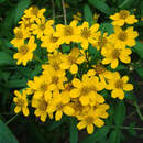 Image de Tagetes nelsonii Greenm.