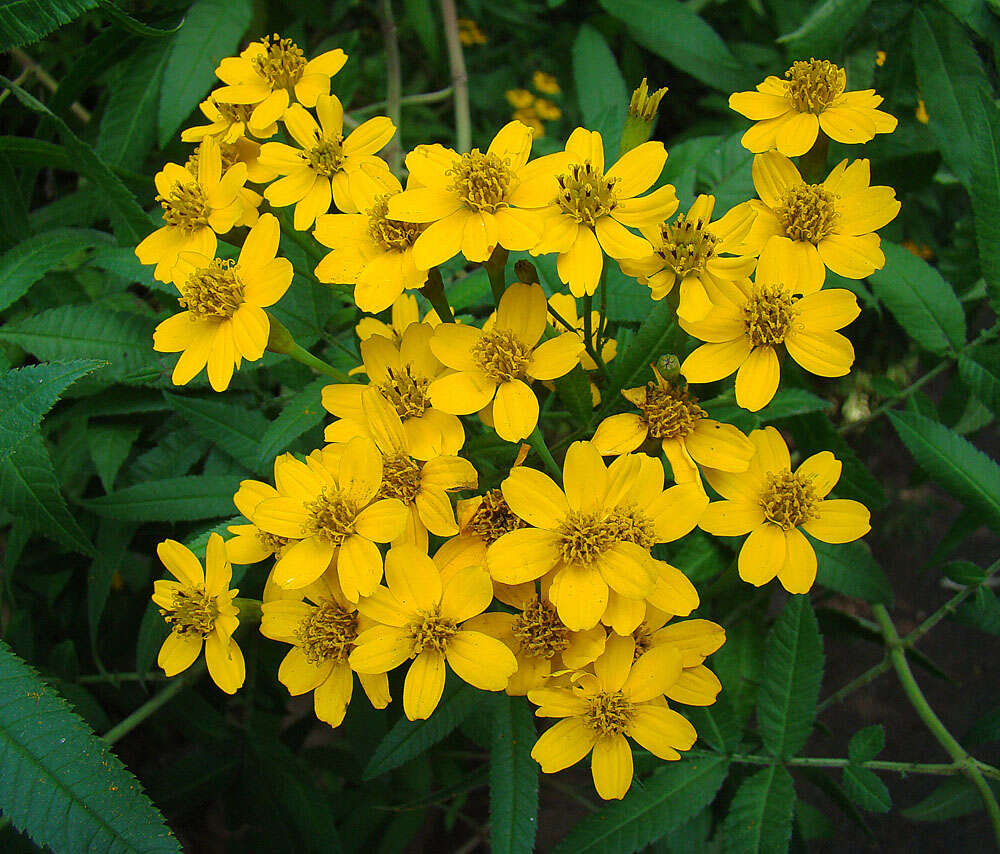 Image of Tagetes nelsonii Greenm.
