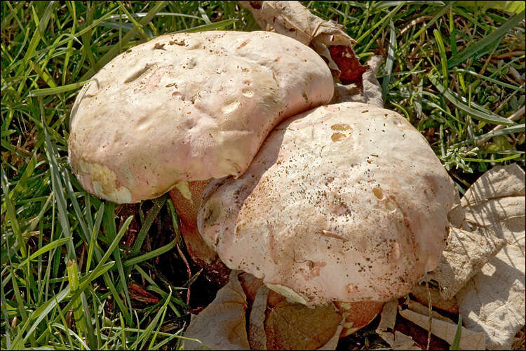 Image of Rubroboletus