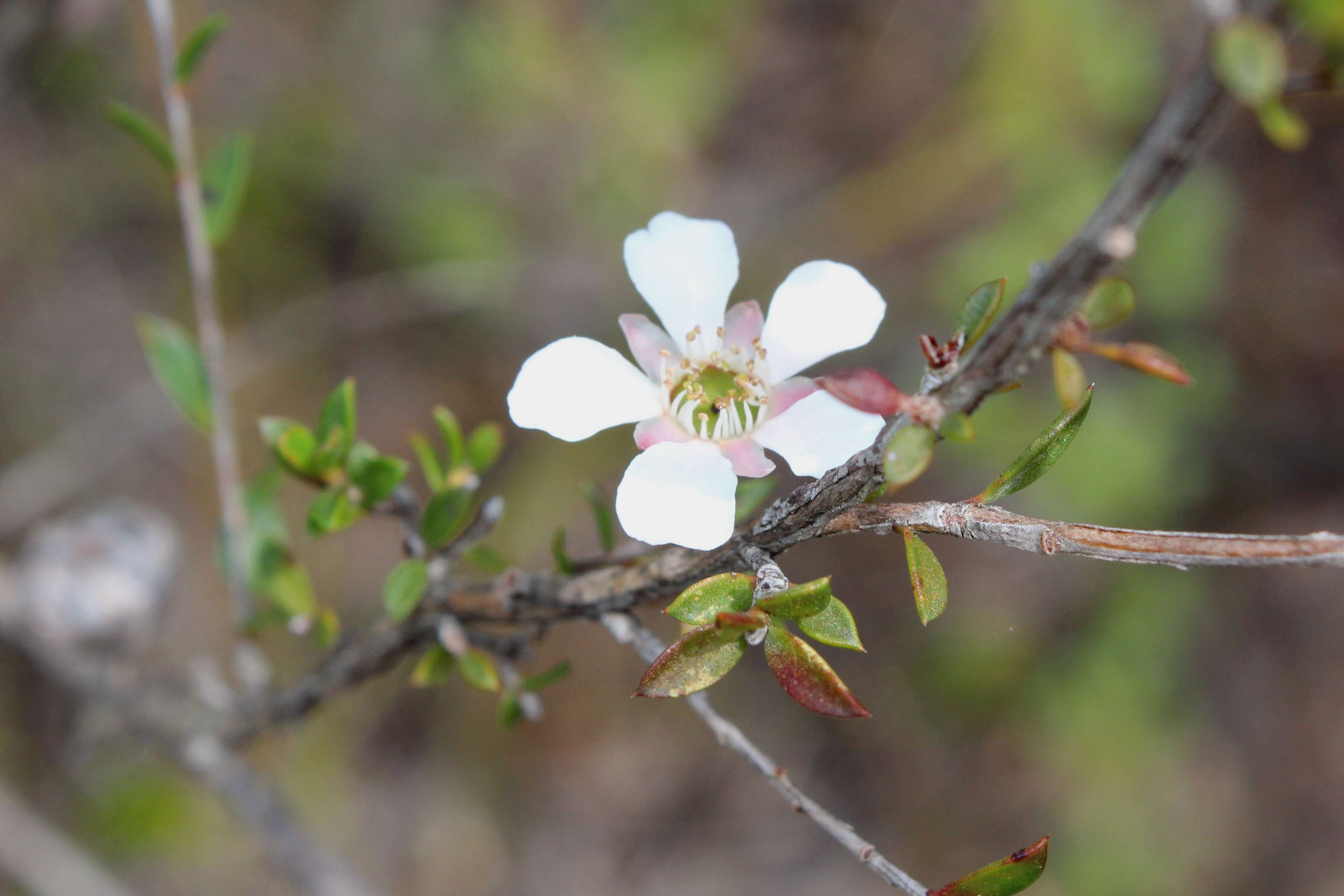 Image of Pink Tea Tree