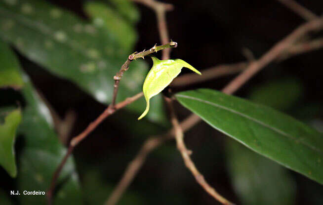 Image of dorstenia