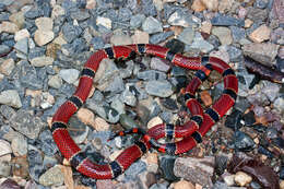 Image of Black-banded Coral Snake