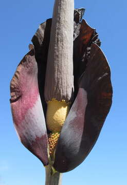 Amorphophallus maximus (Engl.) N. E. Br. resmi