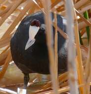 Image of Crested Coot