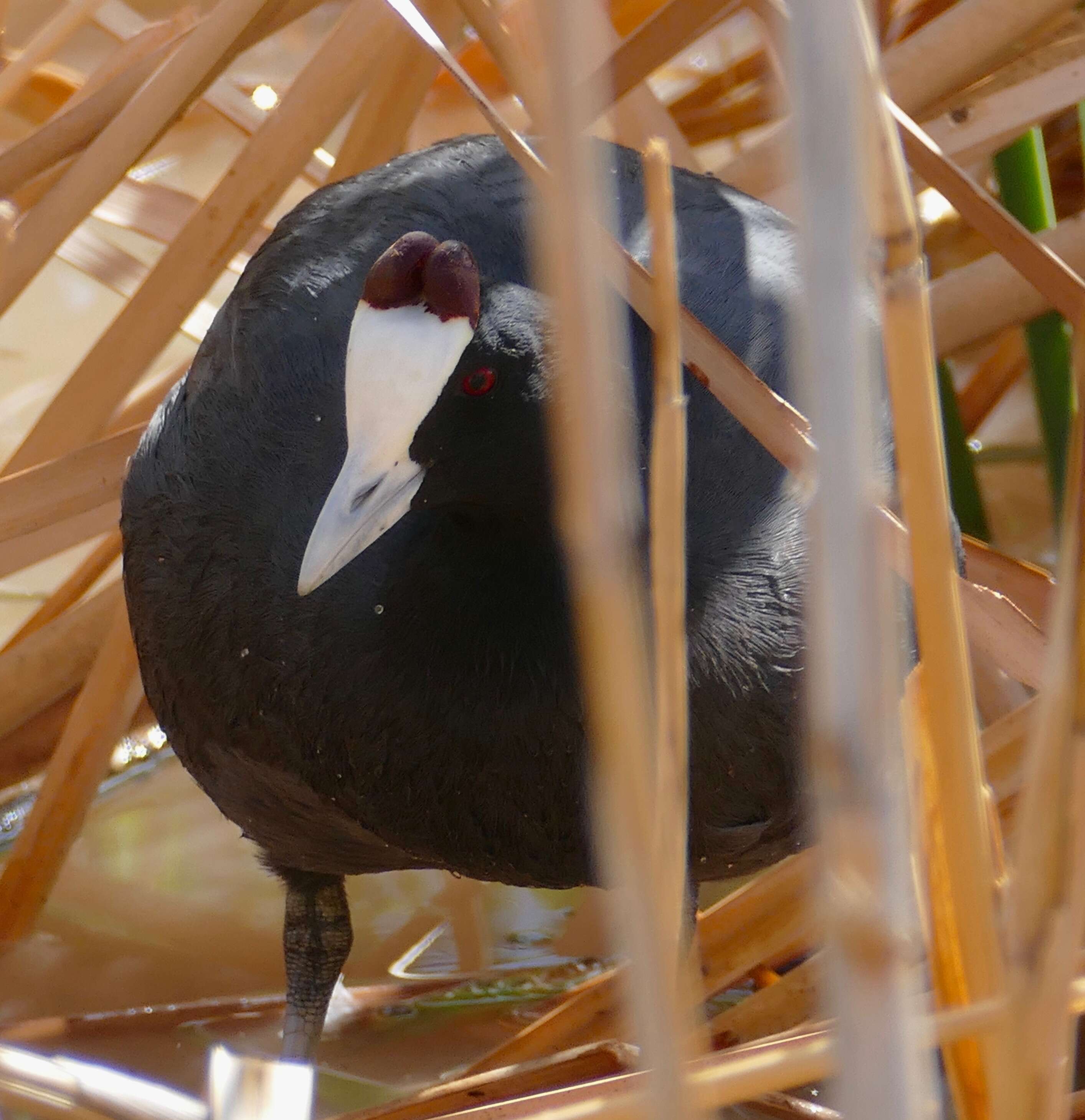 Image of Crested Coot