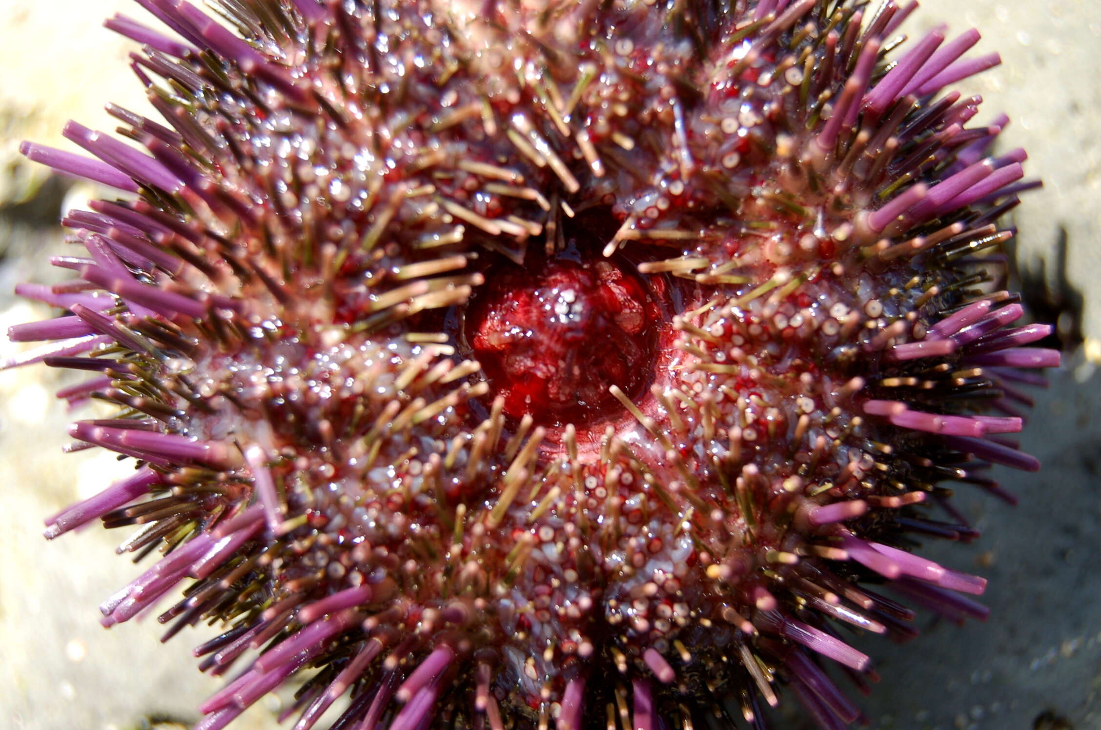 Image of Purple sea urchin