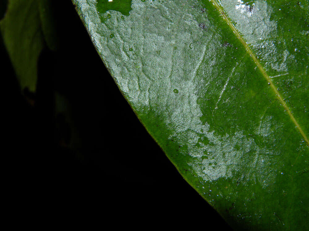 Image of Erythroxylum macrophyllum Cav.