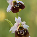 Image of Ophrys holosericea subsp. holosericea