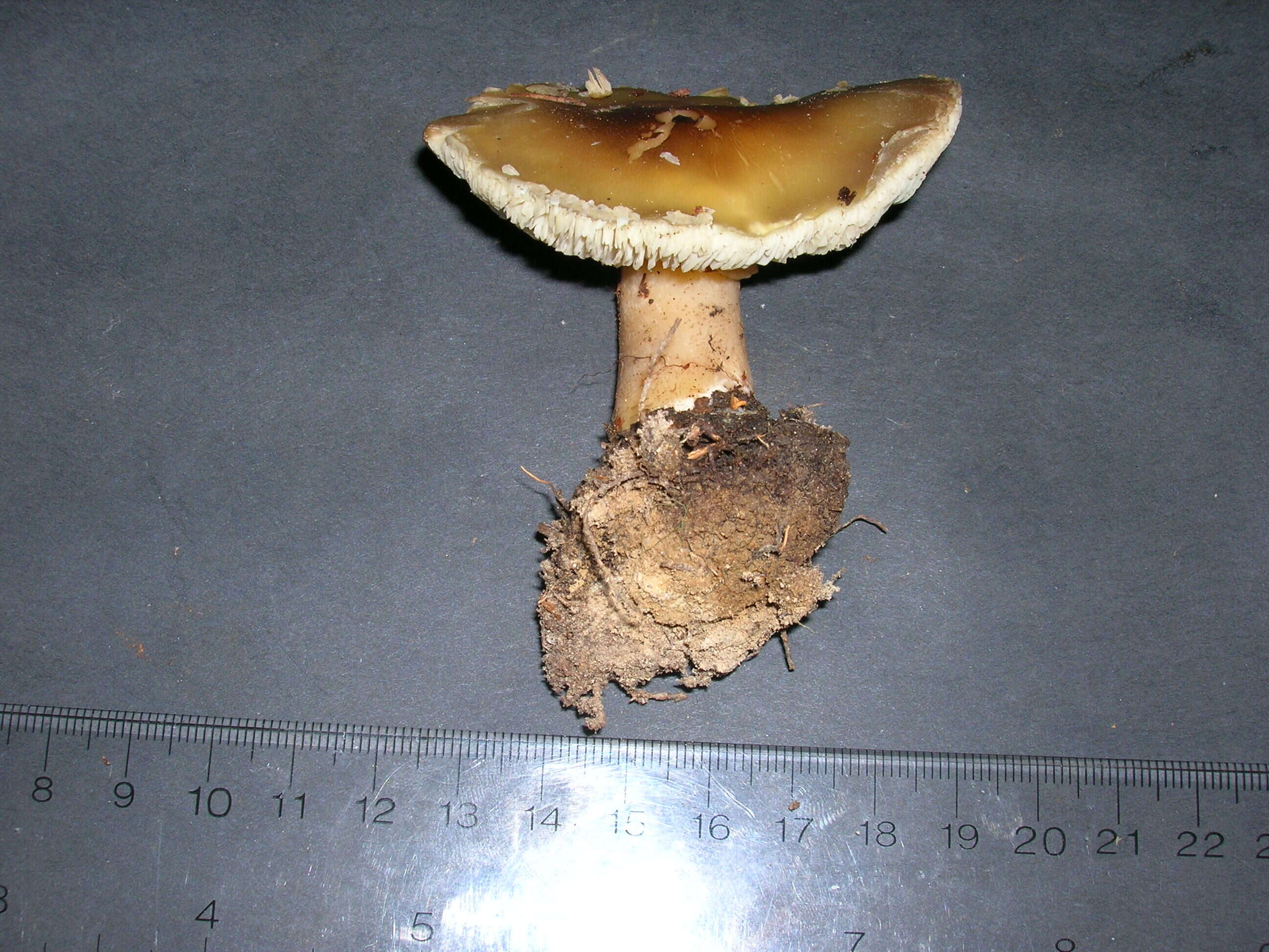 Image of soap tricholoma