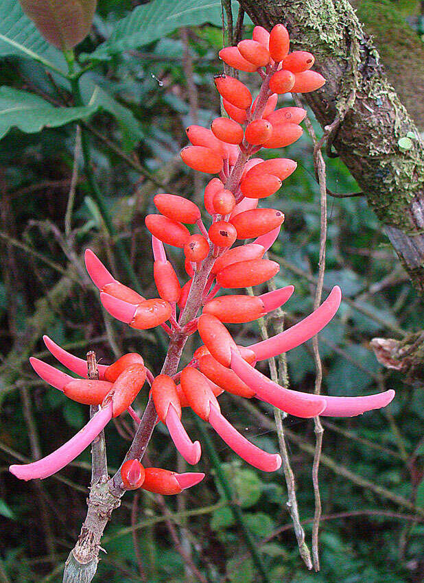 Image of Erythrina costaricensis Micheli